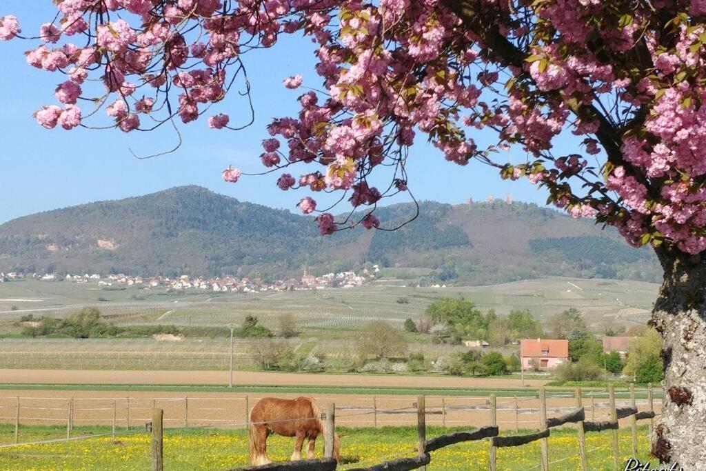 Gite A Eguisheim Proche De Colmar Et Kaysergberg. Екстер'єр фото
