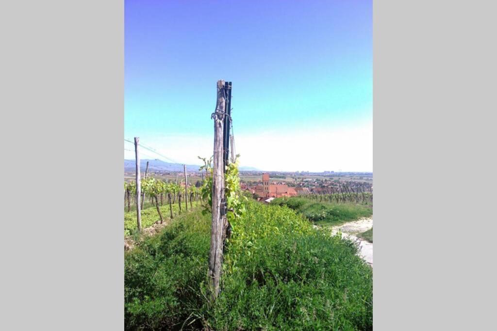 Gite A Eguisheim Proche De Colmar Et Kaysergberg. Екстер'єр фото